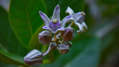 Calotropis gigantea