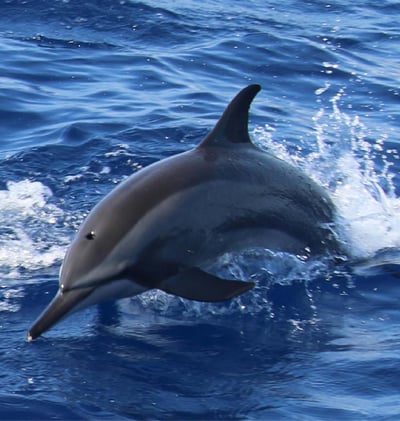 Dolphins