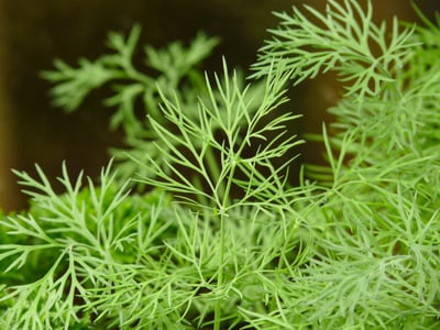 Dill