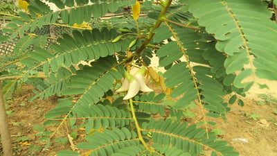 Hummingbird tree \'Kathurumurunga\'