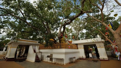Jaya Sri Maha Bodhiya