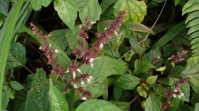 Pogostemon heyneanus