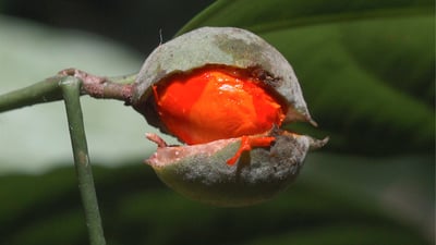 Kokoona zeylanica