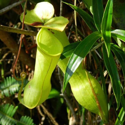 Flora and Fauna