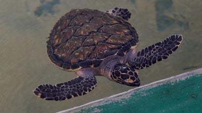 Hikkaduwa Turtle Hatchery