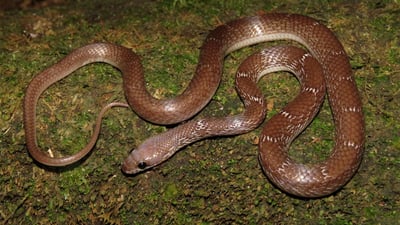 Flowery Wolf Snake