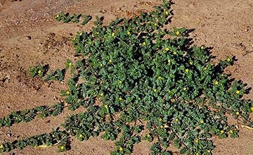 Tribulus terrestris