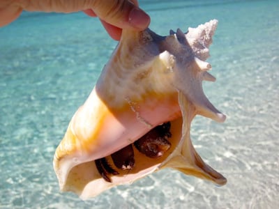 Seashells