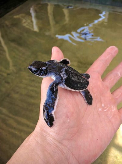 Rekawa Turtle Observation Camp