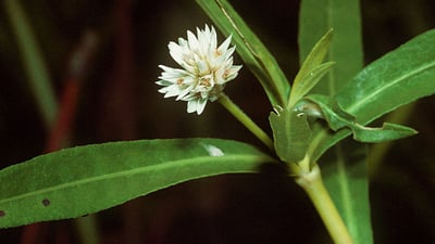 Alternanthera sessilis