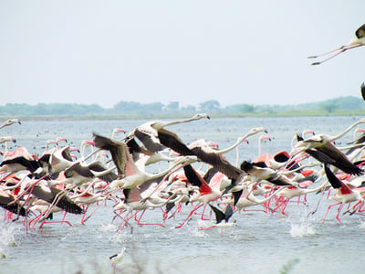 Mannar Bird Sanctuary
