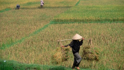 The Paddy Field (Kumbura)