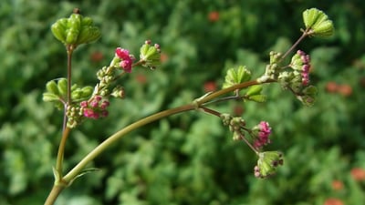 Boerhavia diffusa