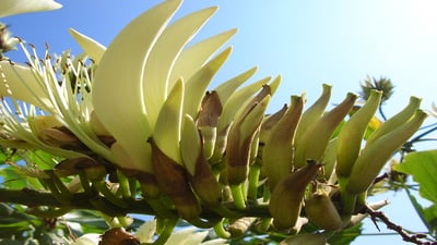 Erythrina variegata