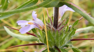 Hygrophila schulli