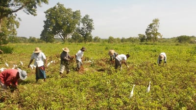 Kuliyapitiya