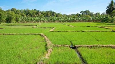 The Paddy Field (Kumbura)