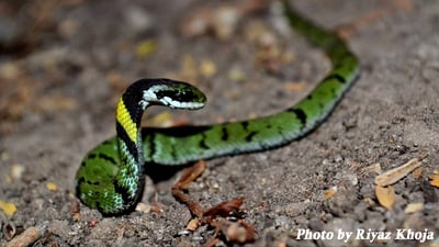 Green Keelback
