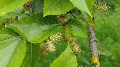 Morus alba var. indica