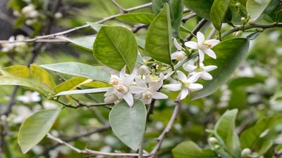 Citrus aurantium