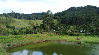 Galaha