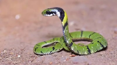 Green Keelback