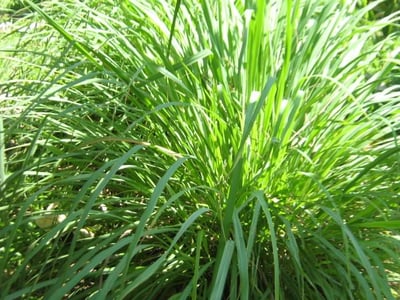 Cymbopogon nardus