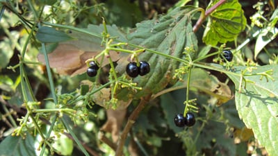Rubia cordifolia