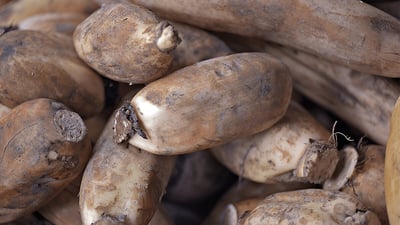 Lotus Root (?????? ??)