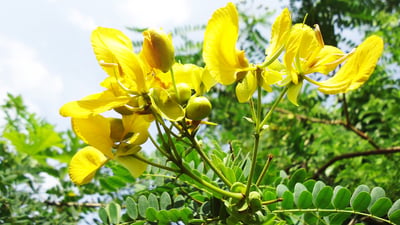 Cassia auriculata