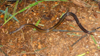 Common Rough-sided Snake