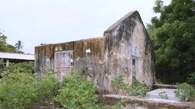 Feral Horses and Stables