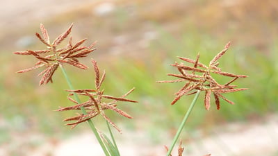 Cyperus rotundus