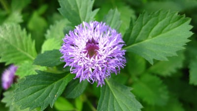 Vernonia anthelmintica