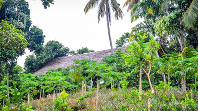 Midigama Fruit Farm