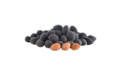 Dialium ovoideum (Gal Siyambala)