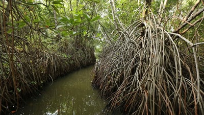Kadolana