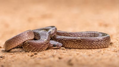 Flowery Wolf Snake