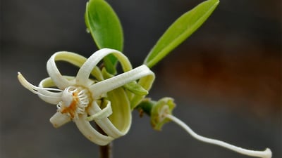 Alangium salviifolium