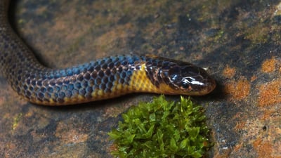 Cuvier's Shieldtail
