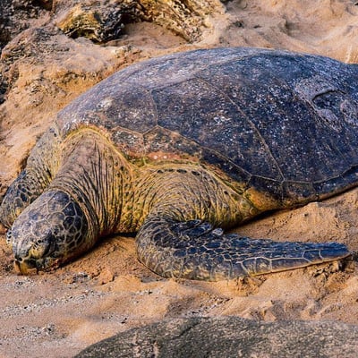 Rekawa Turtle Observation Camp