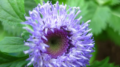 Vernonia anthelmintica