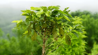 Coffea arabica
