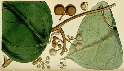 Coscinium Fenestratum