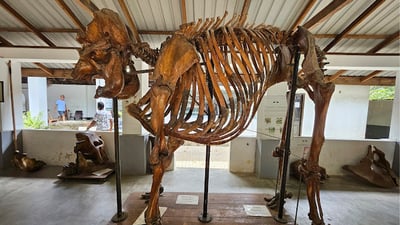 Millennium Elephant Foundation