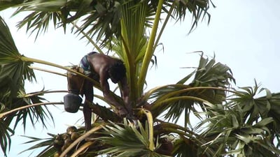 Toddy Tapping
