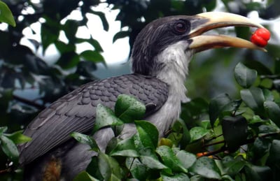 Ceylon Grey Hornbill