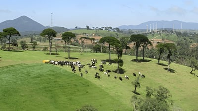 Ambewela