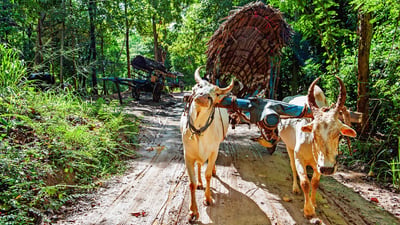 Bullock Cart Rides