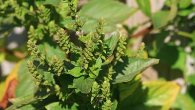 Pogostemon heyneanus